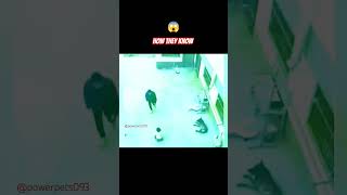 How they know ll😱 Dogs save his friends ll#2024 #dogs #doglover #bulldogs #petlover #viral #dogshort