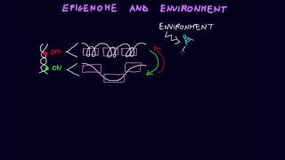 Epigenome and Environment