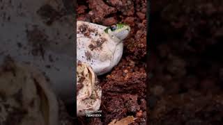 Baby Snake 🐍 😱 🐍 #shorts #ytshorts #snakelover