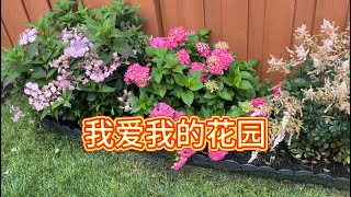 早春，打理我的后花园