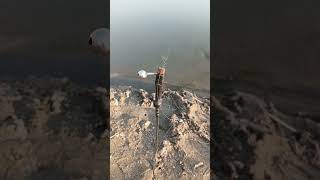 #fishing #wired2fish #fishspecies #fish #twofish #freshwaterfish #riverfish #fishcutting #newsongand