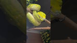 Green tree pythons have such a great food drive. #gtp #aru #biak #greentreepython #python #pythons