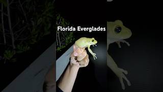 Herping The Everglades!  #evergladesnationalpark #everglades #reptiles #aquaterra