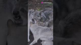 “Ice Age Wolf: Bigger, Stronger, Cooler! ❄️🐾” #didyouknow #animaldiscovery #naturelovers