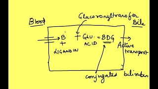 Fate of hemoglobin | Intravascular and extravascular hemolysis| Physiology | Biochemistry