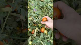 Tomato 🍅 #farming #simplelife