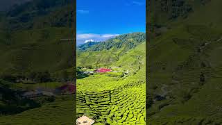 Cameron Highlands, Malaysia #cameronhighlands
