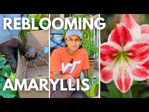 Placing Amaryllis Bulbs Into Dormancy