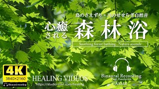 [Healing/Ambient sounds] Enjoy forest bathing in the soothing Japanese forest (binaural recording).