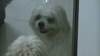 Shih Tzu - Lu Lu đẹp trai thích soi gương.