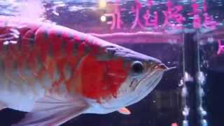 25度低溫下飼養的赤燄超龍王
