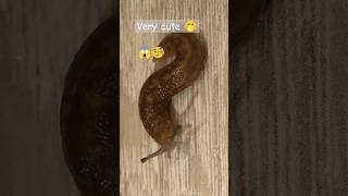 Which Mollusks 😱 #shorts #molusco #slugs