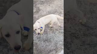 Funny puppy mindvoice comedy #trickster #petcomedy #petlovers #dog #doglife #dogcomedy #leothedog