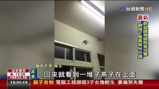 燕子築巢滿屋排泄物網友:屋主要發了