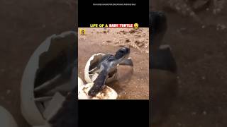 Life of a baby Turtle 🐢😱#shorts #facts #mirjaexplain