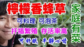【家庭有菜】香草特集-檸檬香蜂草的舒眠效用