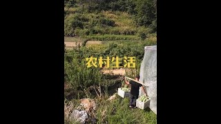 早起的鸟儿有虫吃 早晨6点多小月跟婆婆去街上摆摊卖菜 上午去山里摘水果 今天目标是2000斤李子 忙碌且充实的一天#我的乡村生活 #越南媳妇 #李子