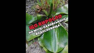 😱🌳 Людина зростом 1,80 м ГУБИТЬСЯ в цих заростях – що сталося на Хортиці?