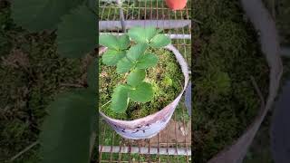 雲林縣萬福軒五莓園，草莓，覆盆莓等各樣植物只要在盆栽內放入牠，牠就會每天幫你鬆土吃掉壞菌再造天然肥份出來