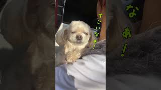 春の訪れと犬【関西弁でしゃべる犬】Spring arrival and dog#657#桃#花#トイプードル#ミニチュアシュナウザー#shorts