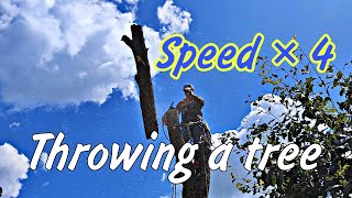 We throw the tree in parts #arborist #lumberjack #mountaineering #logger #chainsaw #husqvarna