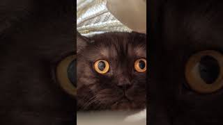 Deliverance #cat #ai #deliverance #banjo #westvirginia
