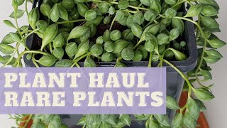 Plant Haul Der Holländer in Germany. Where to buy plants from | Houseplant Haul