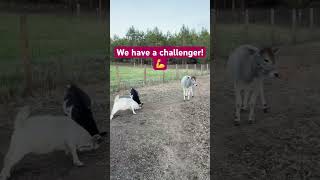 Two Goats Locking Horns 🐐😂 #farmfriends #animals #cute #pets #farm #funny #goat #cow #horns #fun