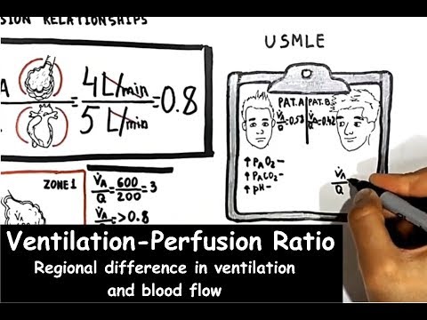 Ventilation/Perfusion Ratio. Regional Difference In Ventilation And Blood Flow