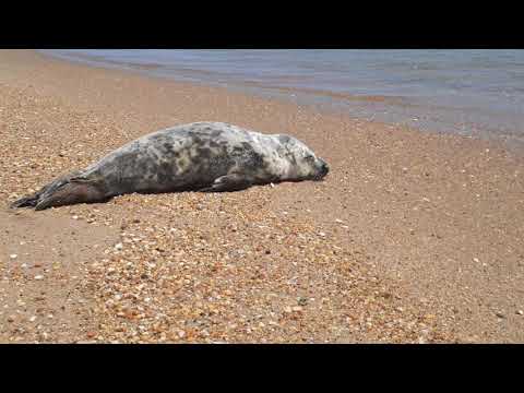 Sunny the Seal in New Jersey