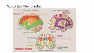 Neuroscience - Cerebral Cortex