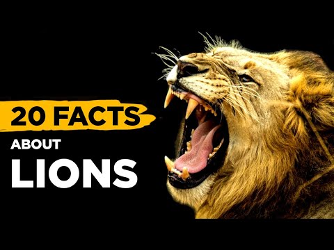 20 Fascinating FACTS About LIONS That Will Blow Your Mind