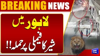 Lion Attacks Family at Farmhouse in Lahore | Breaking News | Dunya News