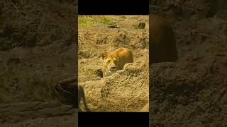 Lion attack #shorts #viral #trending #wildbeasts