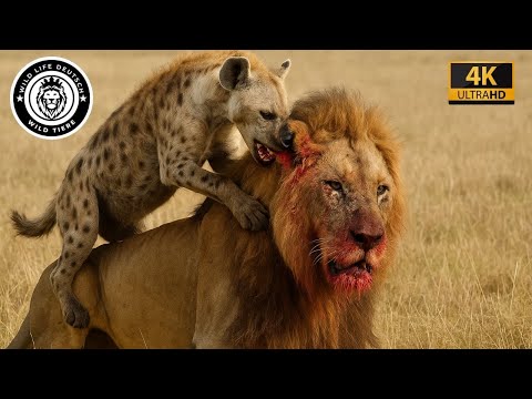 Hyäne: Der Stille Überlebende Afrikas #Tierwelt | Wild life Deutsch