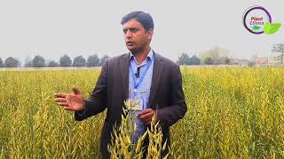 UAF-11 sarson (mustard) | University of agriculture Faisalabad ki sarson UAF11 | UAF-11 mustard