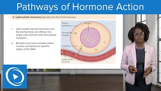 Pathways of Hormone Action – Physiology | Lecturio Nursing