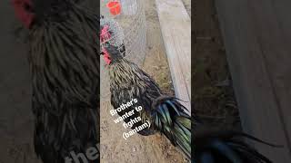 Two bantam wanted to fight #youtubeshorts #pets #rooster #bantam