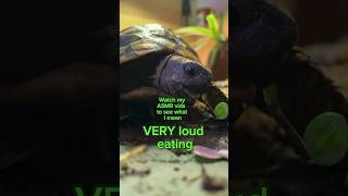 So you’re getting a tortoise? #kiwilife #funny #pets #cute #turtle #newowner