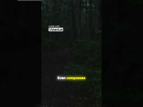 The Silent Terror of Aokigahara Forest