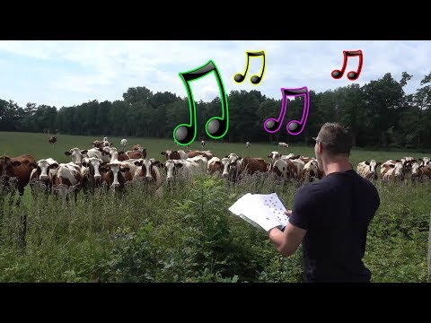 Live Burp Concert in Front of Cows