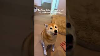My Shiba’s Tail Fell Off