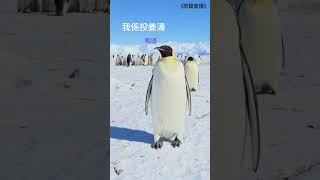 “叱咤你投邊個？ _ _ _ _”