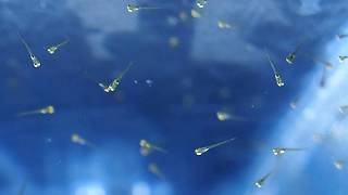 zebrafish斑馬魚幼仔魚上方觀察(10天)-GENDANIO提供(無字幕版)