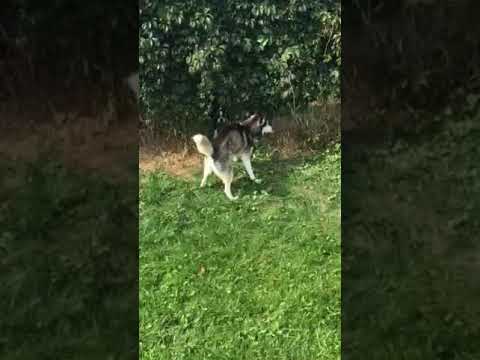 Luna visits her friend