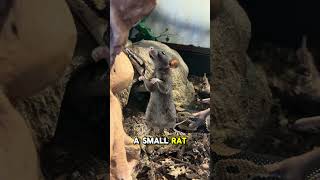 Ball Pythons #python #snake #reptiles #animals #pets #cutepets #shorts #ytshorts