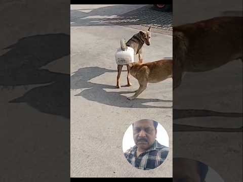 Dog Lover #shorts #shortreels #funny #amazingreels #doglover