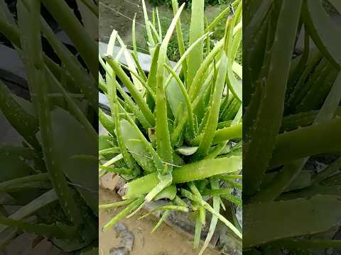 Alovera #stisfyingvideo #gardenplants #aloeveraplant