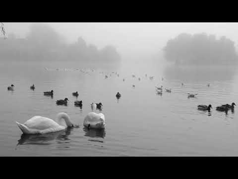 Swans
