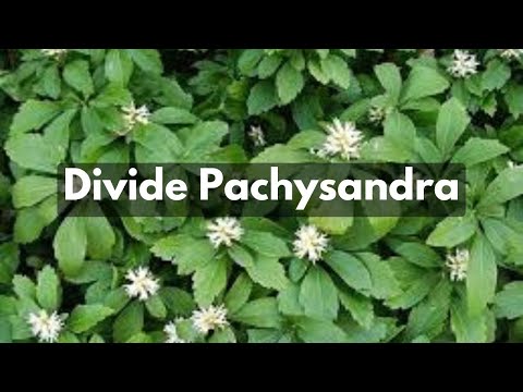 How To Divide Pachysandra - Groundcover For Shade & Erosion Control